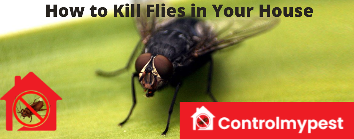 kill flies in house, remove flies from house, get rid of flies